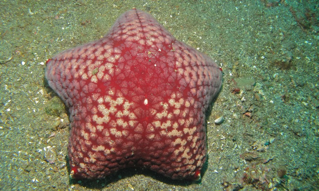 Cushion Star