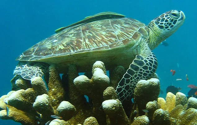 Green Turtle