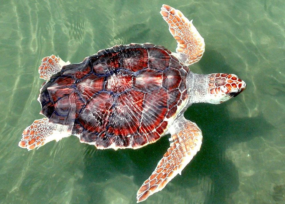 Loggerhead Turtle