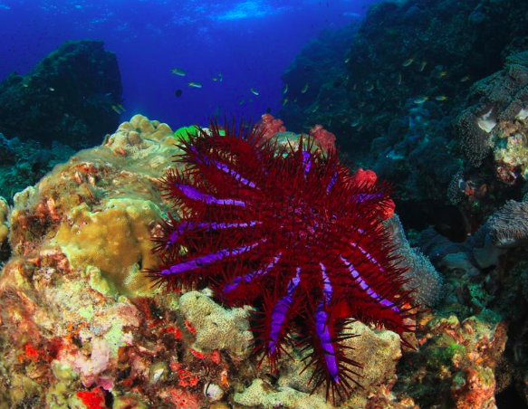 Crown of Thorns Starfish
