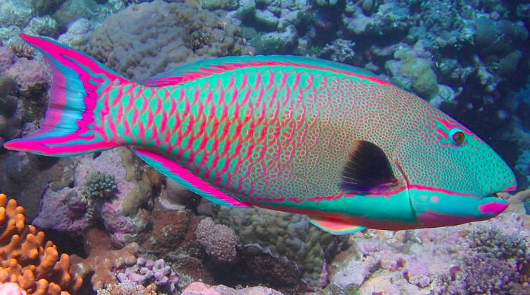 Bicolored Parrotfish