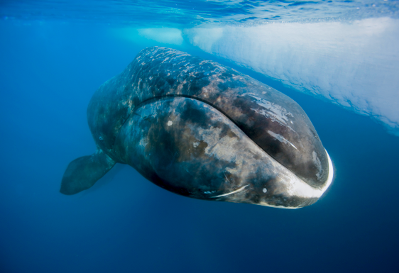 Bowhead Whale