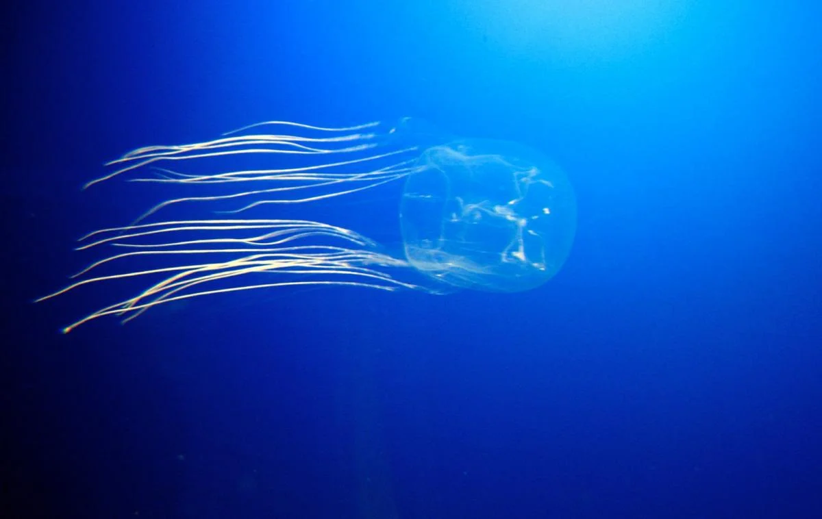 Sea Wasp