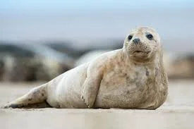 Gray Seal