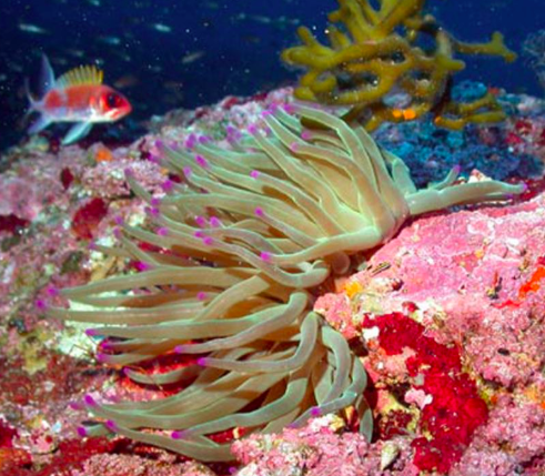 Giant Caribbean Sea Aneome