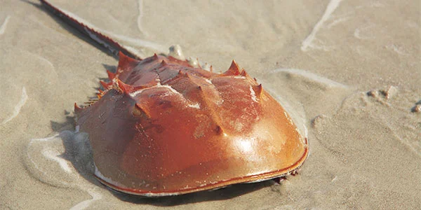 Horseshoe Crab