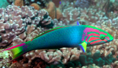 Rainbow Wrasse