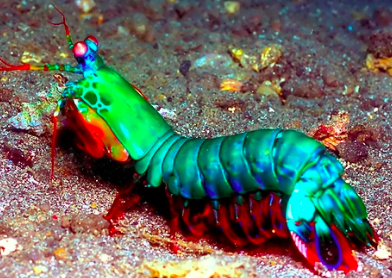 Peacock Mantis Shrimp