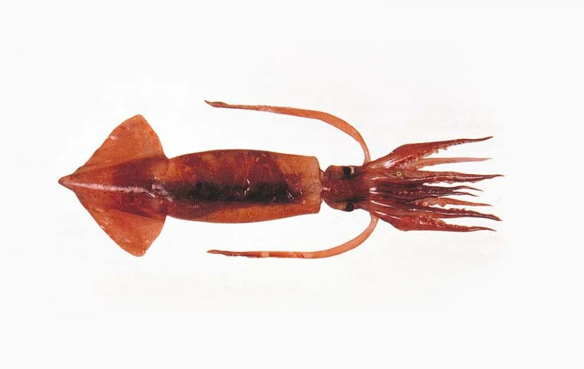 Argentine Shortfin Squid