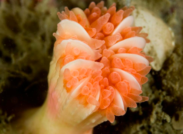 Cockscomb Cup Coral