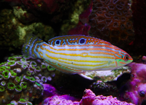 Adorned Wrasse