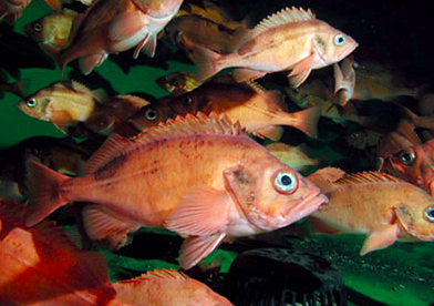 Acadian Redfish