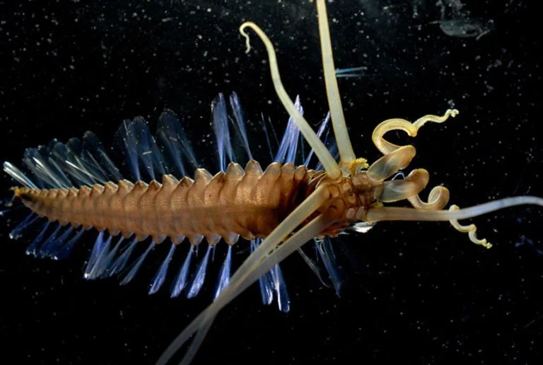 Squidworm