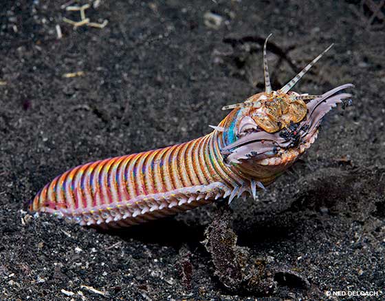 Bobbit Worm