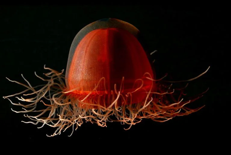 Crossota Norvegica Jellyfish