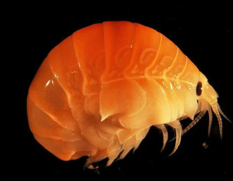 Lysianassoid Amphipod