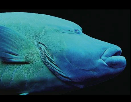 Napoleon Wrasse