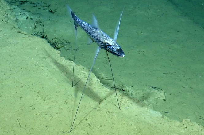 Tripod Spiderfish