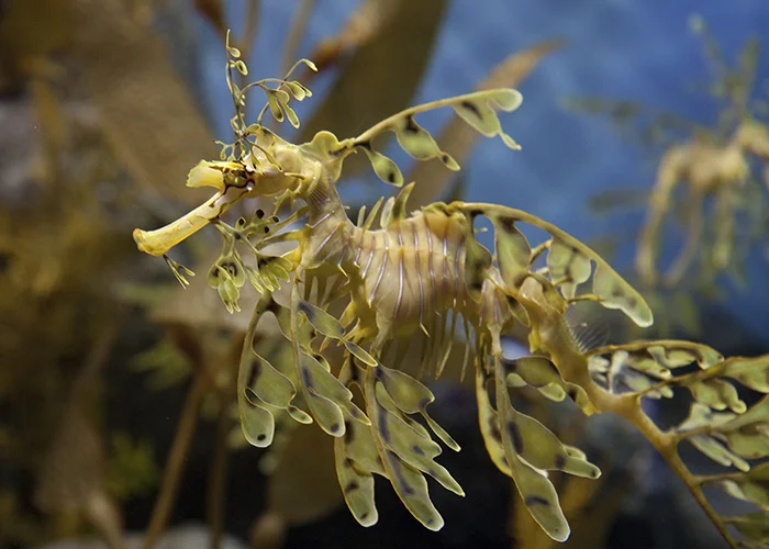 Leafy Seadragon