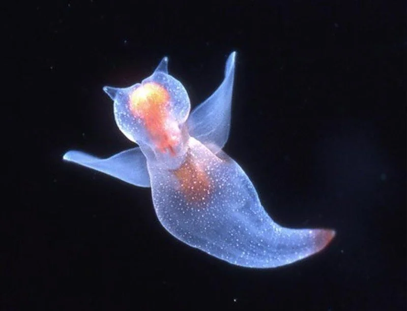 Sea Angel