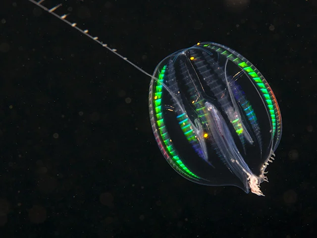 Sea Gooseberry