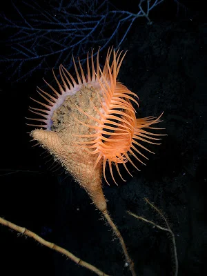 Venus Flytrap Anemone