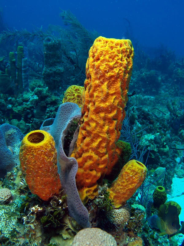 Yellow Tube Sponge