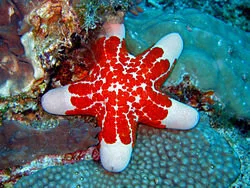 Granulated Sea Star