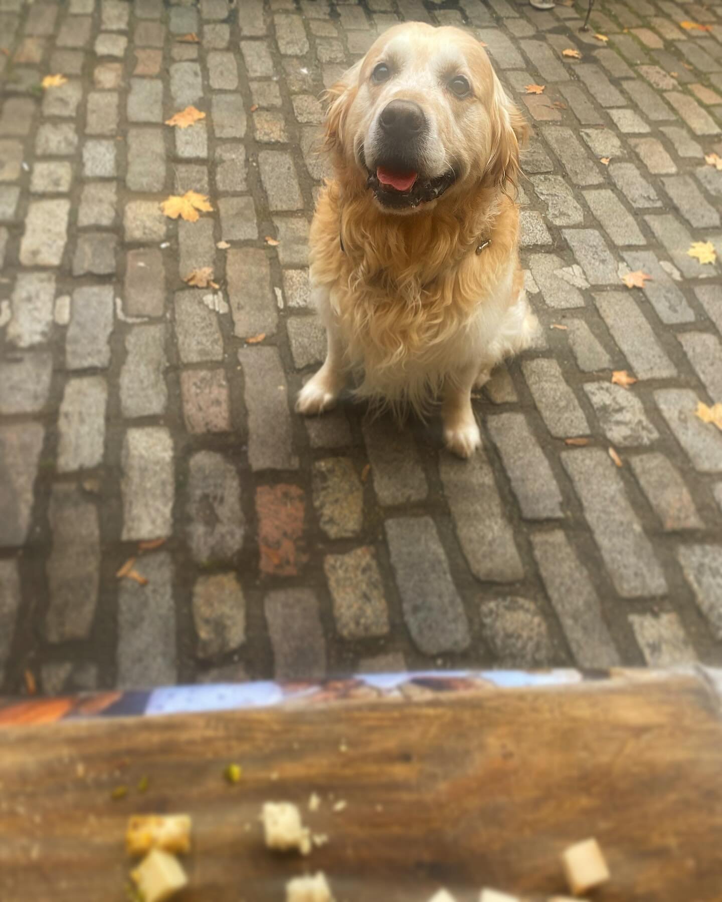 Here is one of our lovely customers&rsquo; furry friend Bella interrupting your Sunday evening to tell you she definitely deserves that treat 🥹🥹🥹😍🥰😙😙😙
.
#dogsofinstagram #vegancheesemaking #leithmarket