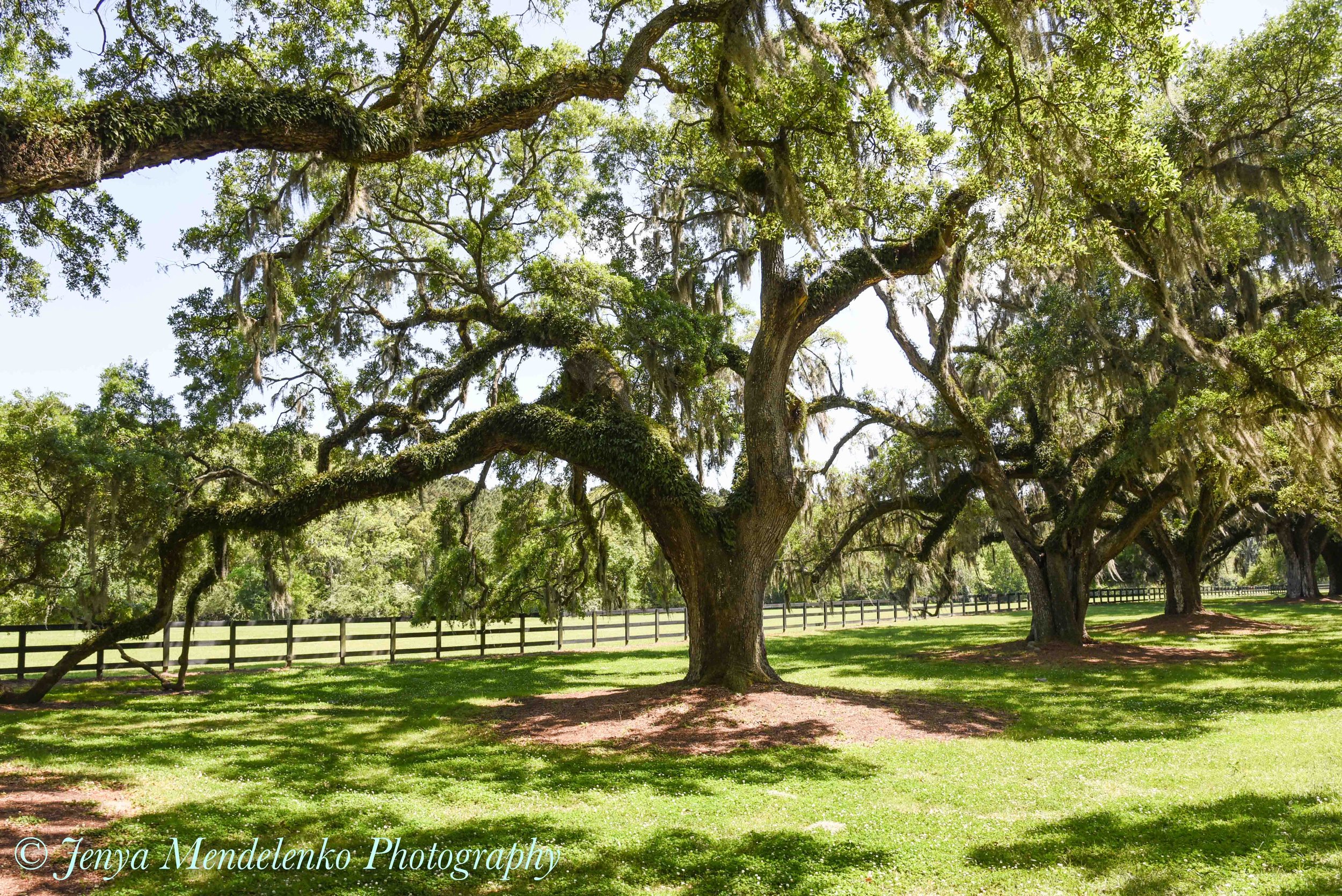 Live Oak Trees, Mount Pleasant, SC