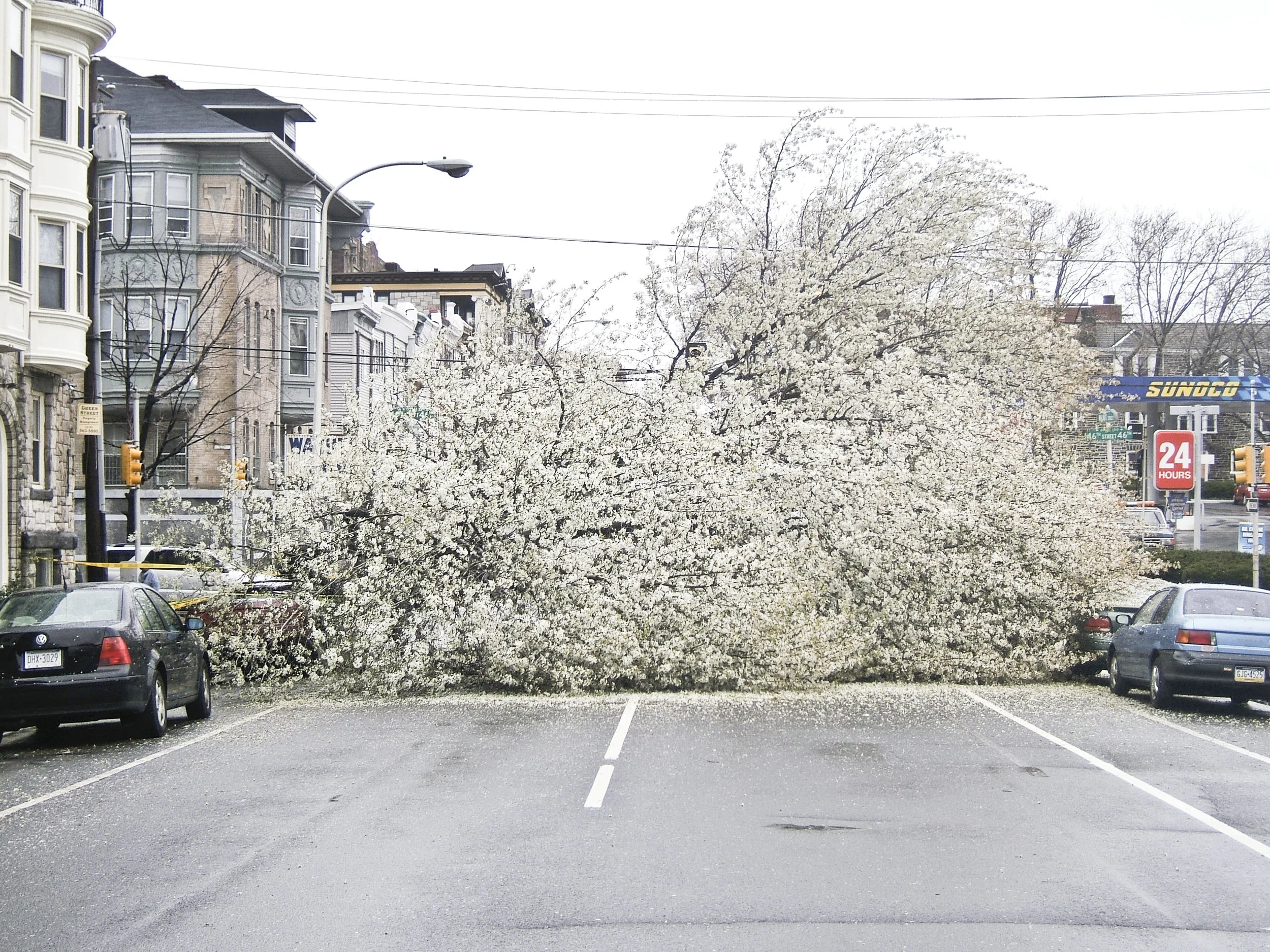 treealso.jpg