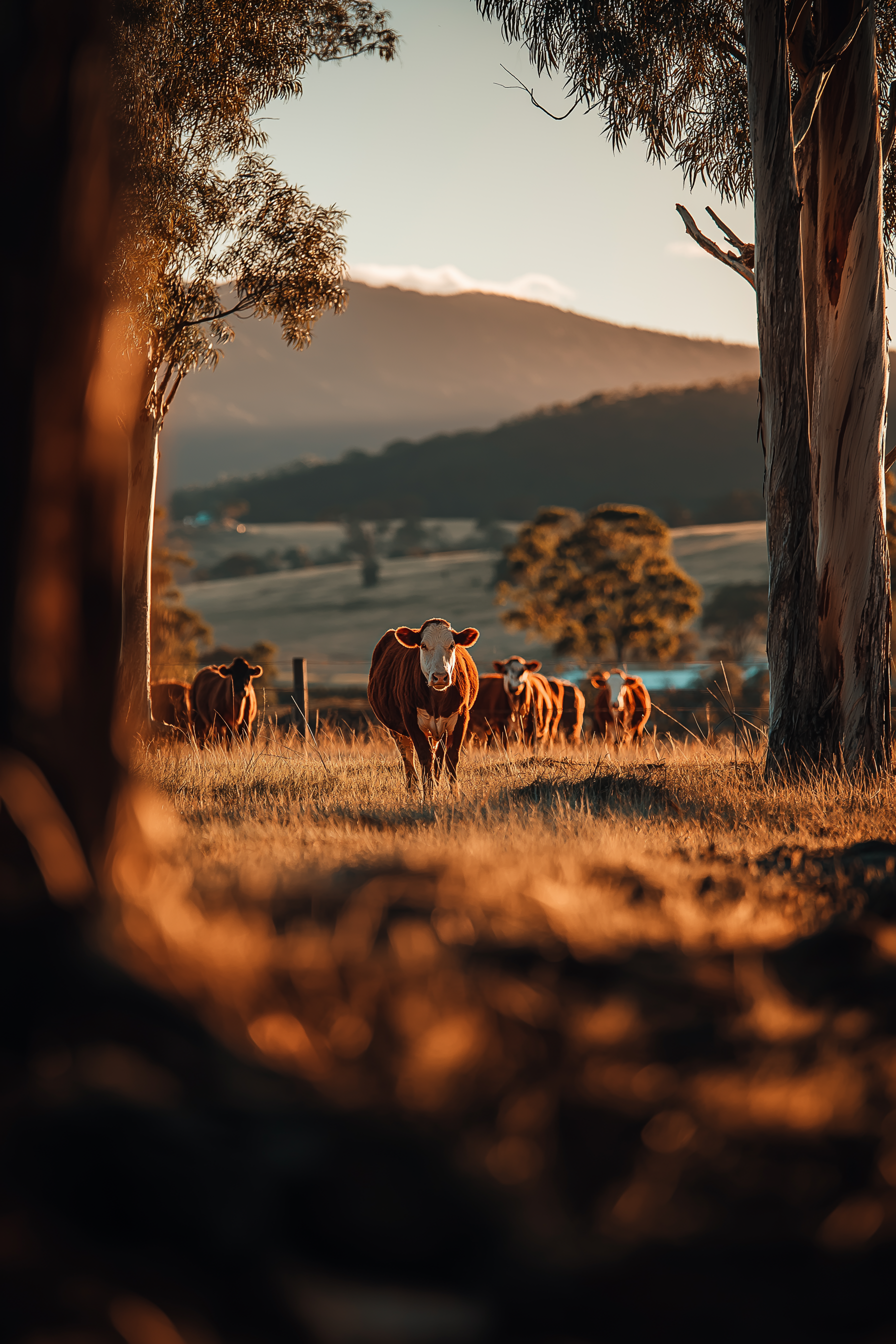 u4113251695_Northern_NSW_ridgeline_at_golden_hour_slim_line_of__b7638cde-1b88-4fd6-9973-becdab15d394.png
