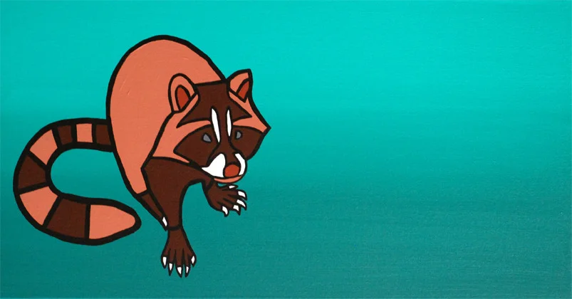 Raccoon on Teal