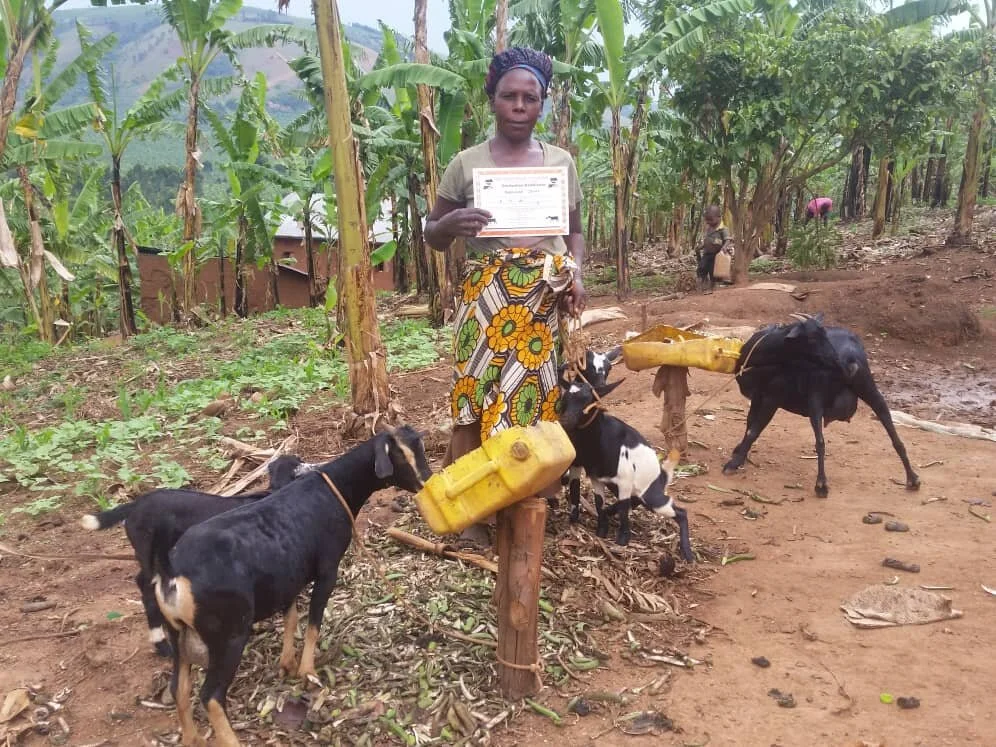 goat graduation water.jpeg