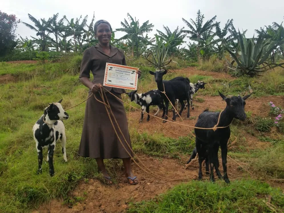 goat graduation2.jpeg