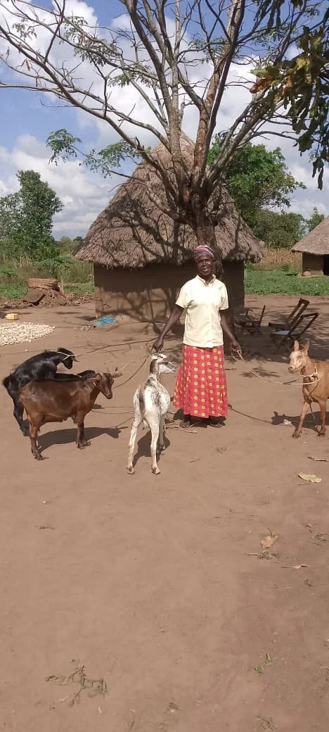 Goat graduation 4.jpeg