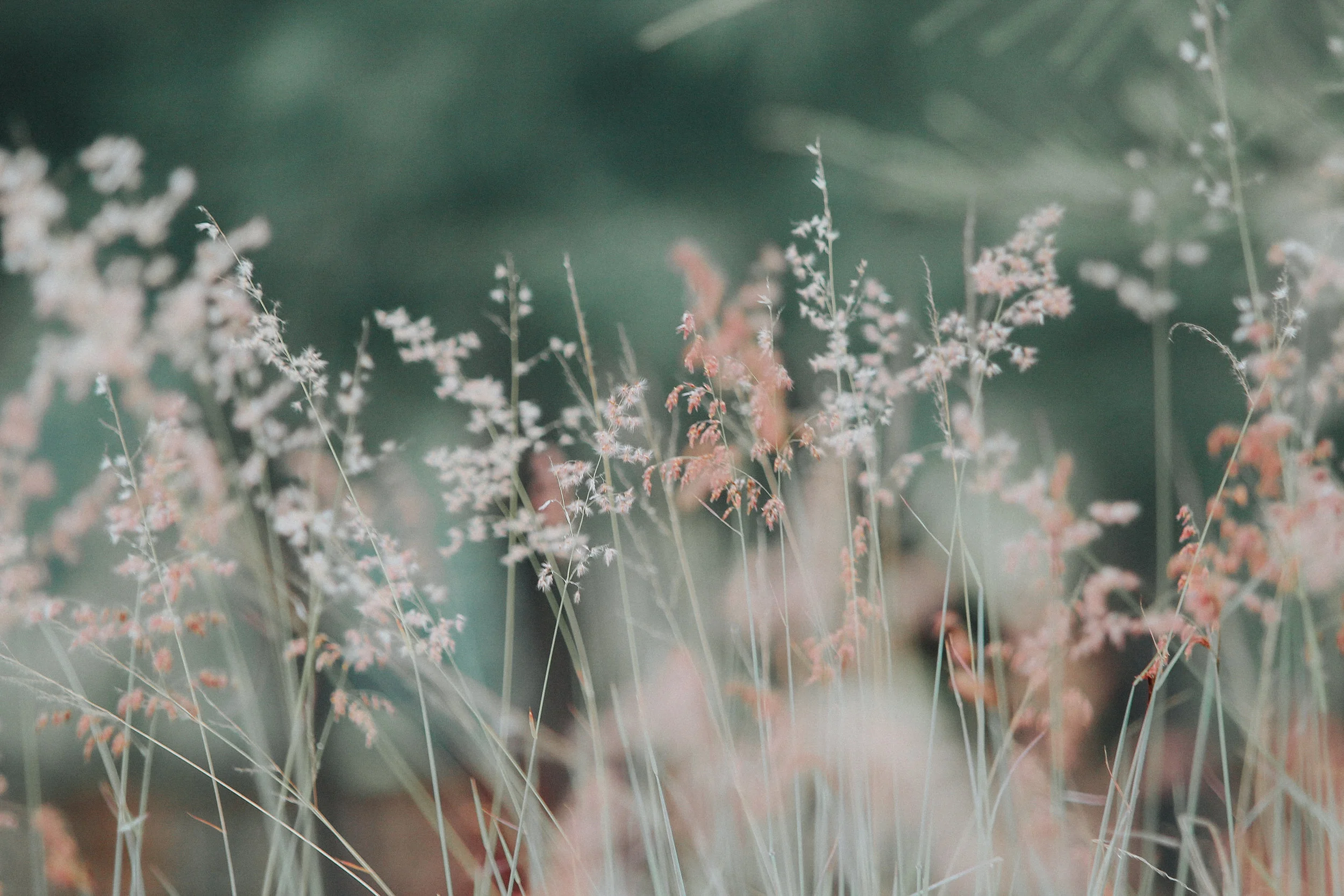 wildflowers .jpeg