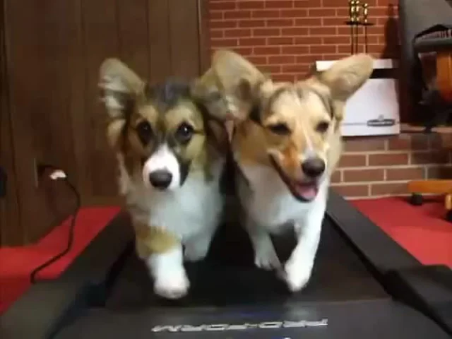 https://media.giphy.com/media/Vy0VWZlFqwqKQ/giphy.gif