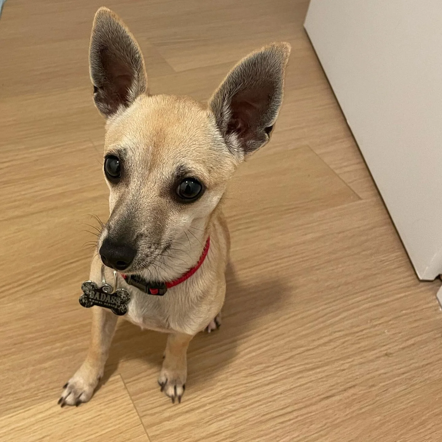 Meet Badass pup, Watcher! He is a melt in your lap kinda guy, and his dad needed some help with getting Watcher comfortable on walks. We discussed structure in the home, the importance of playtime and then played some attention games. Watcher is off 