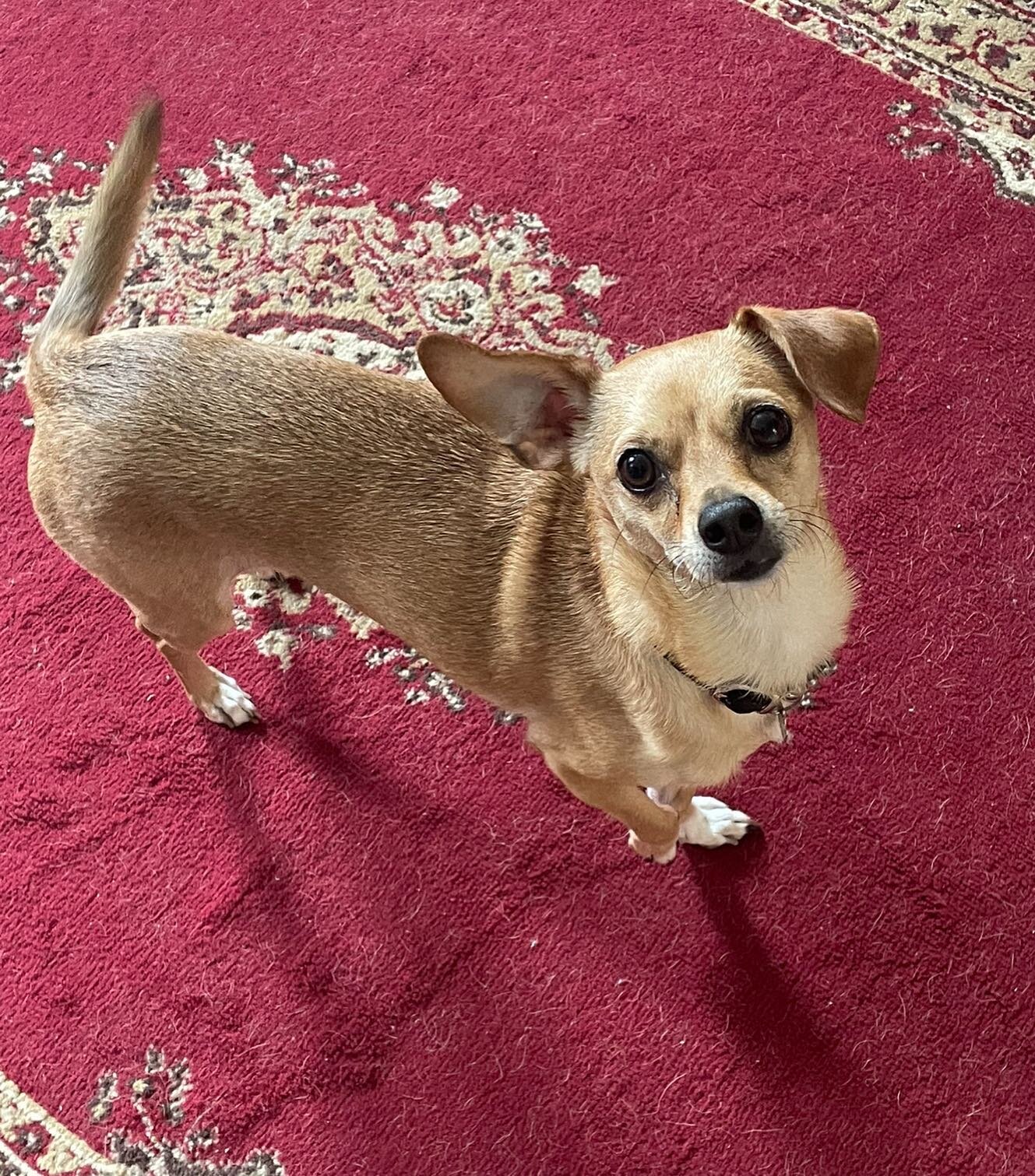 On a chihuahua streak here, with Beatrix! Lil Beatrix can be spicy on the streets and we are helping her overcome her leash reactivity, while also giving her some predictable routines in the home. 
.
.
.
#leashreactivity #reactivedogs #chihuahua #spi