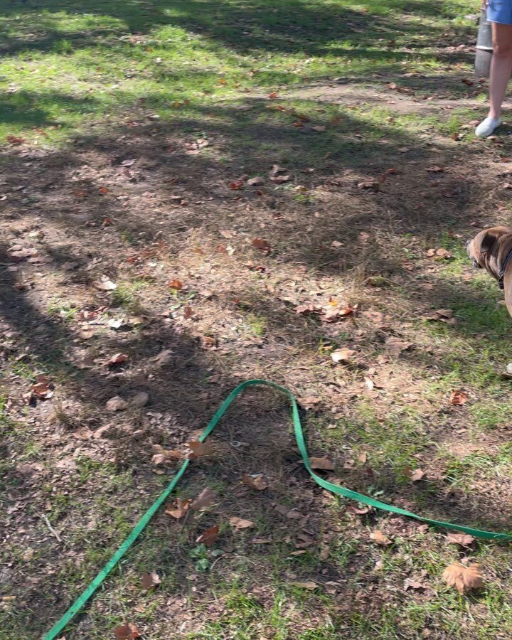 Casey, the Am staff mix, working on her outdoor recall in Fort Greene Park this morning. 
.
.
#recall #comewhencalled #distractions #dogtraining #brooklyndogtrainer #ftgreenepark #americanstaffordshireterrier #pitbullmix #rescue