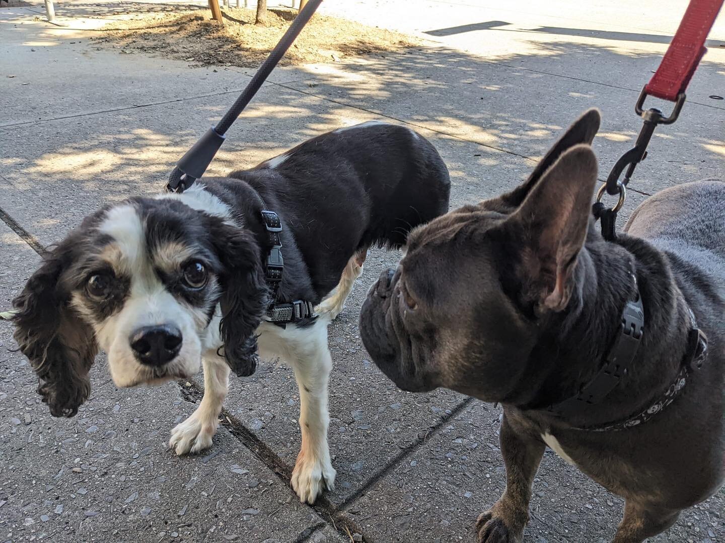 Back to school special!! These kids have been out for the summer, and it&rsquo;s time to put them back to work! ~Featuring Rio, Rufus, Reggie and Loki ~ 📚🎓✏️
.
.
.
#dogs #dogwalking #groupwalks #dogfriends #parkslope #frenchiesofinstagram #kingchar