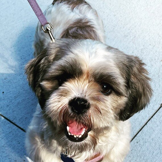 Meet Peaches! 🍑 
Peaches is a 3 year old rescue shih tzu from @waldosrescue. We met for her first lesson to set up a crate training/house training routine and to help this gal feel more comfortable on walks in busy downtown Brooklyn. It&rsquo;s so i