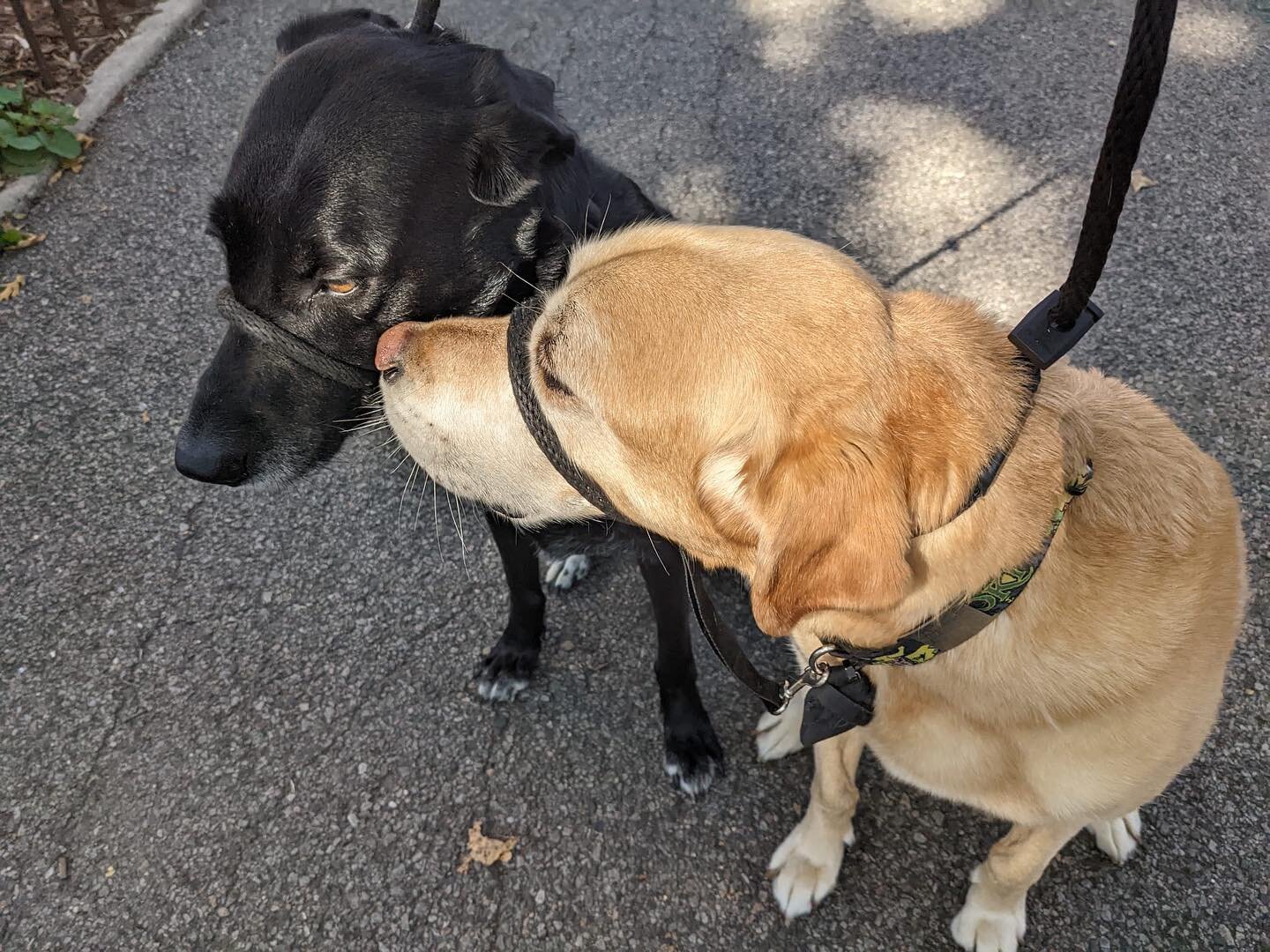 Lovahhhs Lyla and Loki 🖤💚
.
.
.
#dogwalking #groupwalks #buddywalks #parkslope #dogwalker