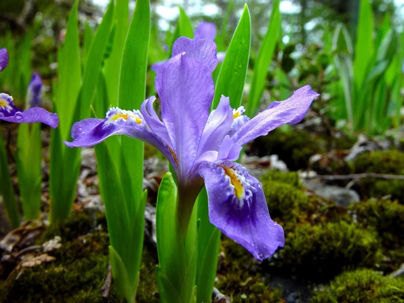 dwarf_lake_iris_lg.jpg