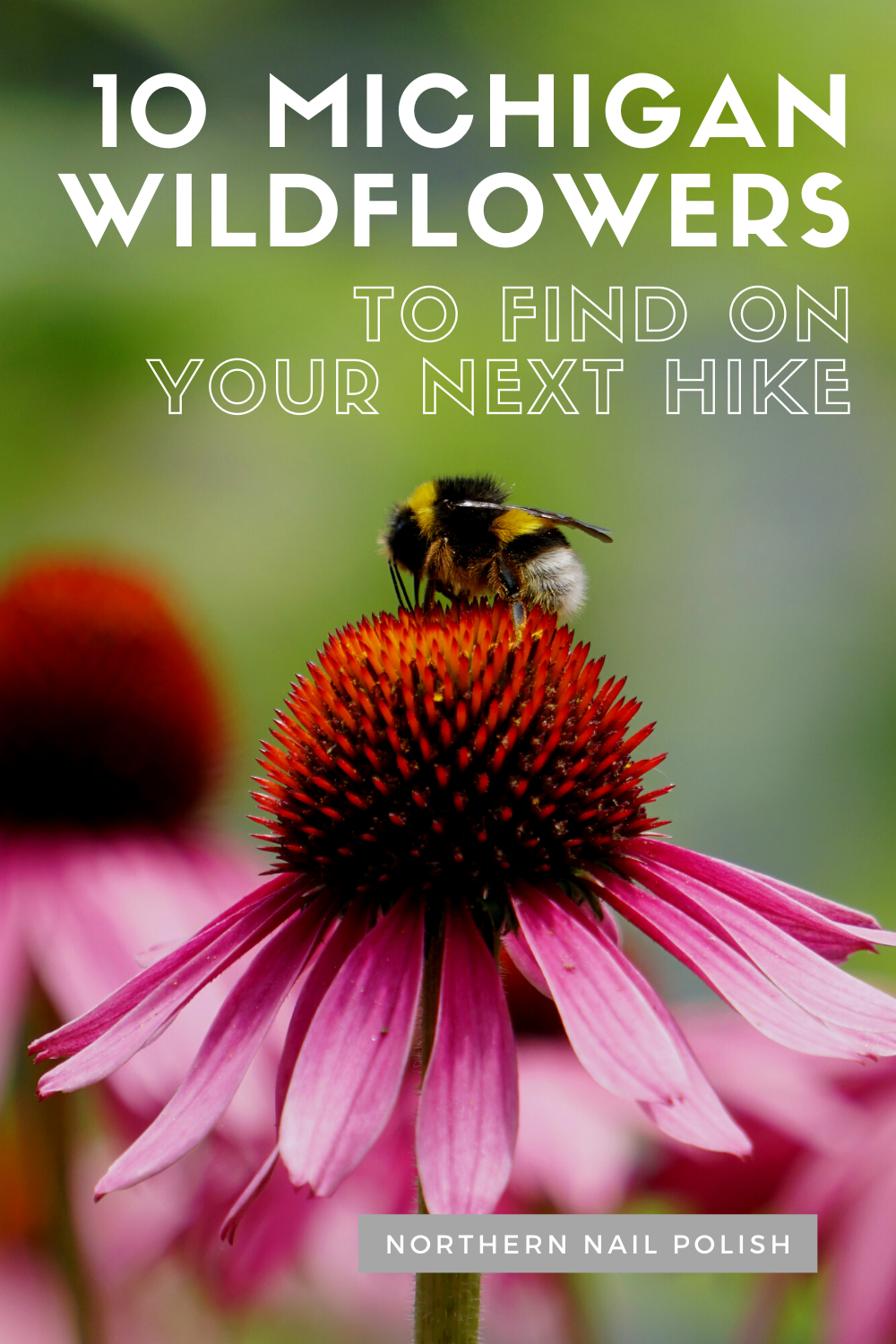 10 michigan wildflowers to find on your next hike.png