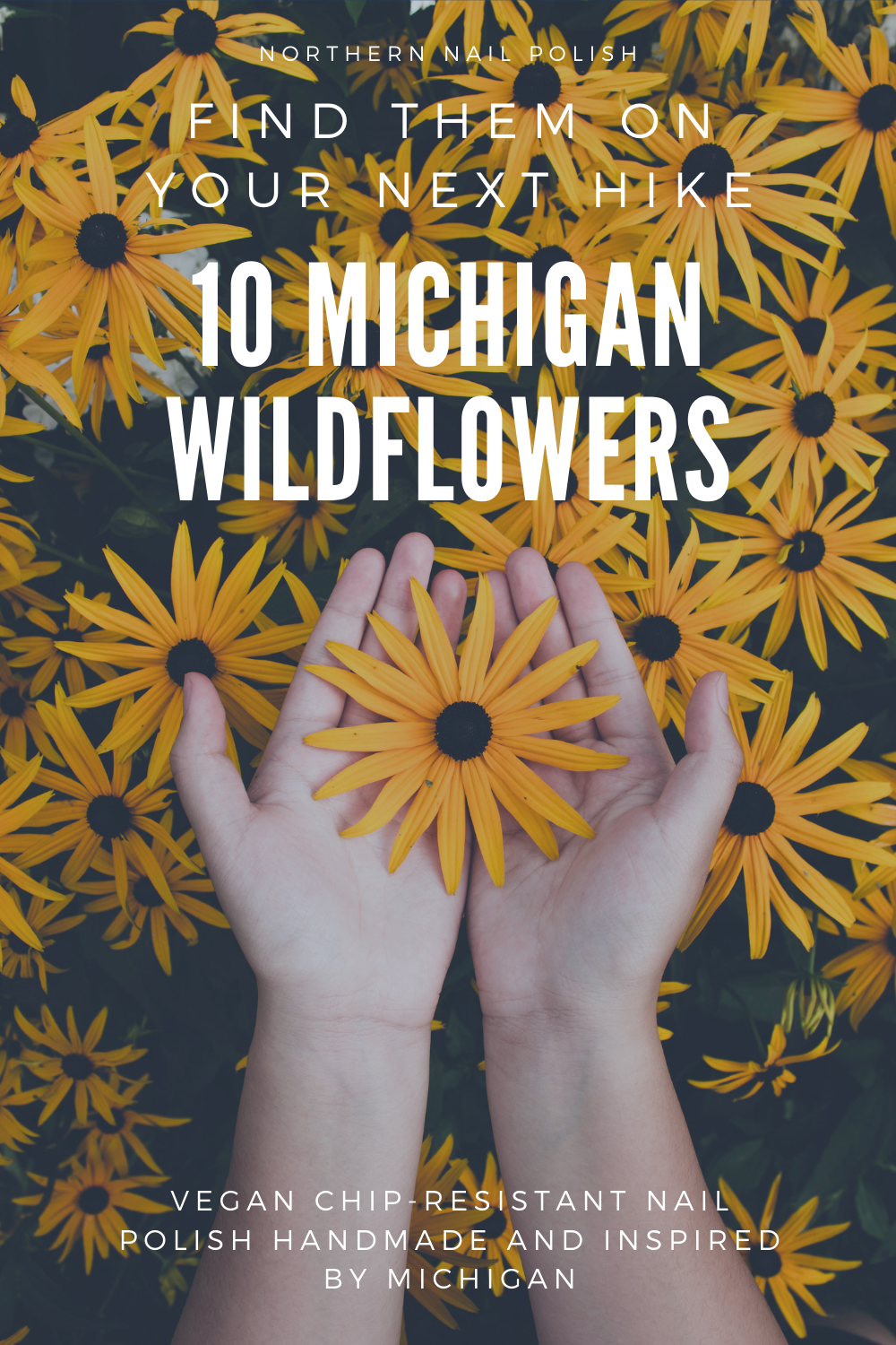 10 michigan wildflowers to find on your next hike 2.png