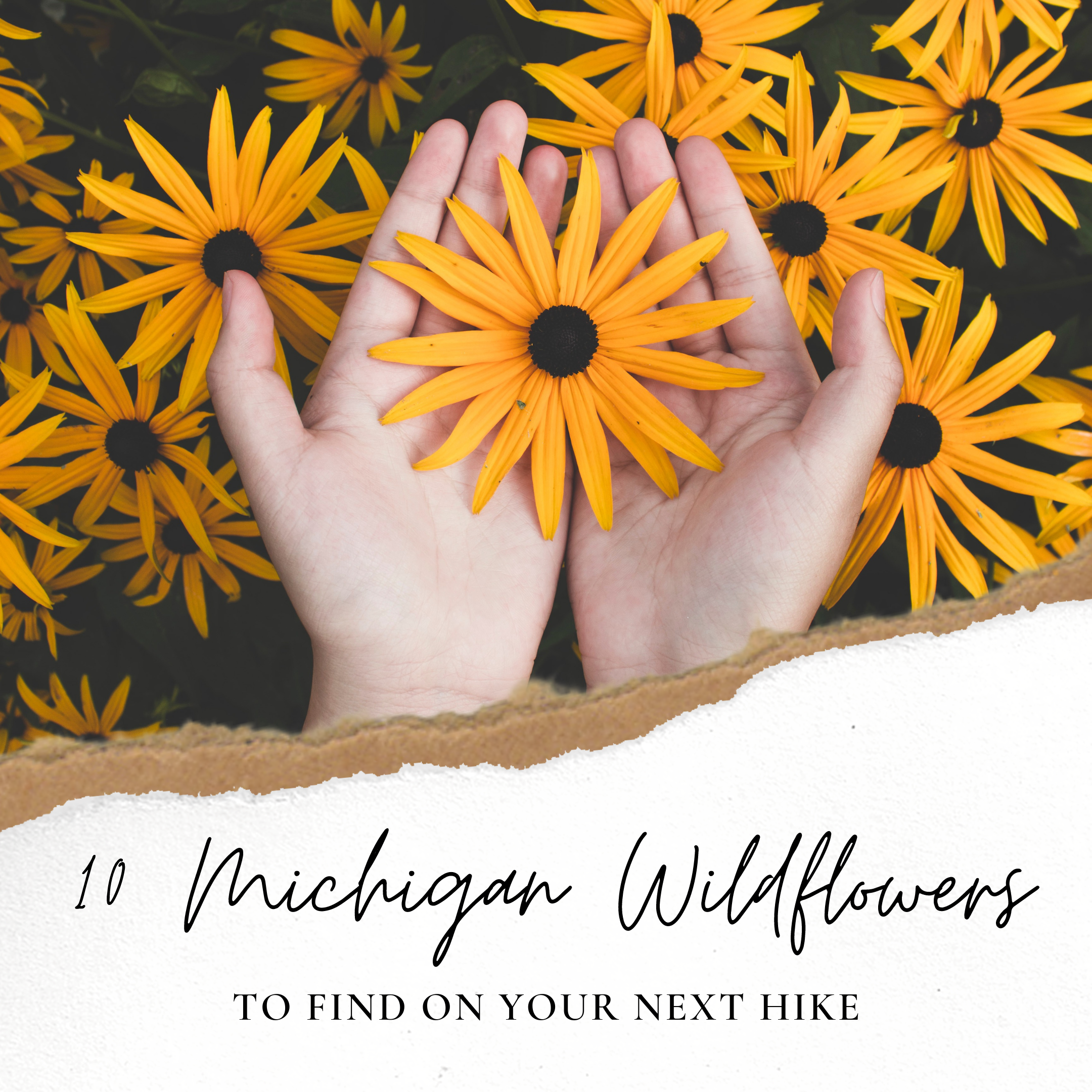 10 michigan wildflowers to find on your next hike featured.png