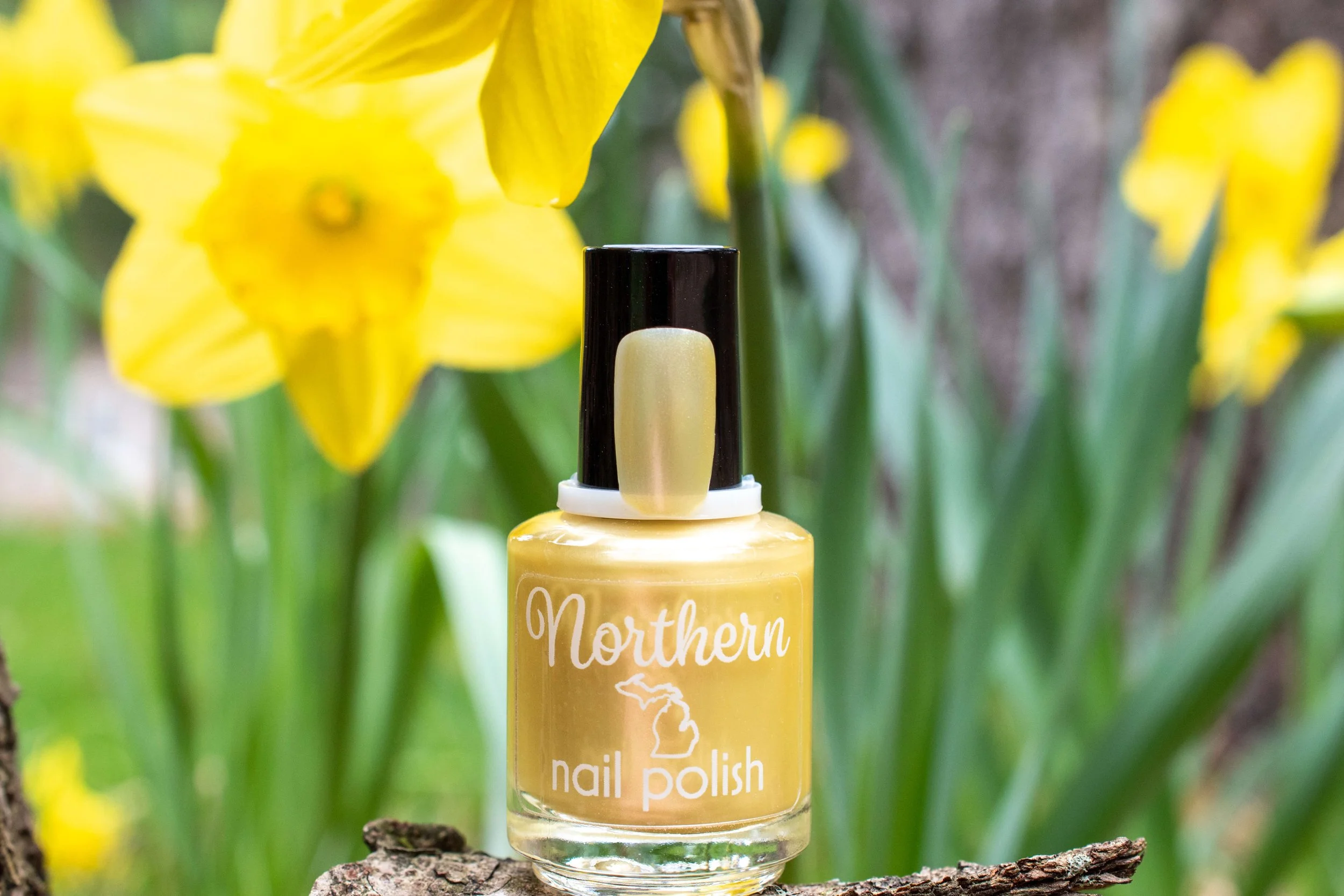 Daffodil 🌼