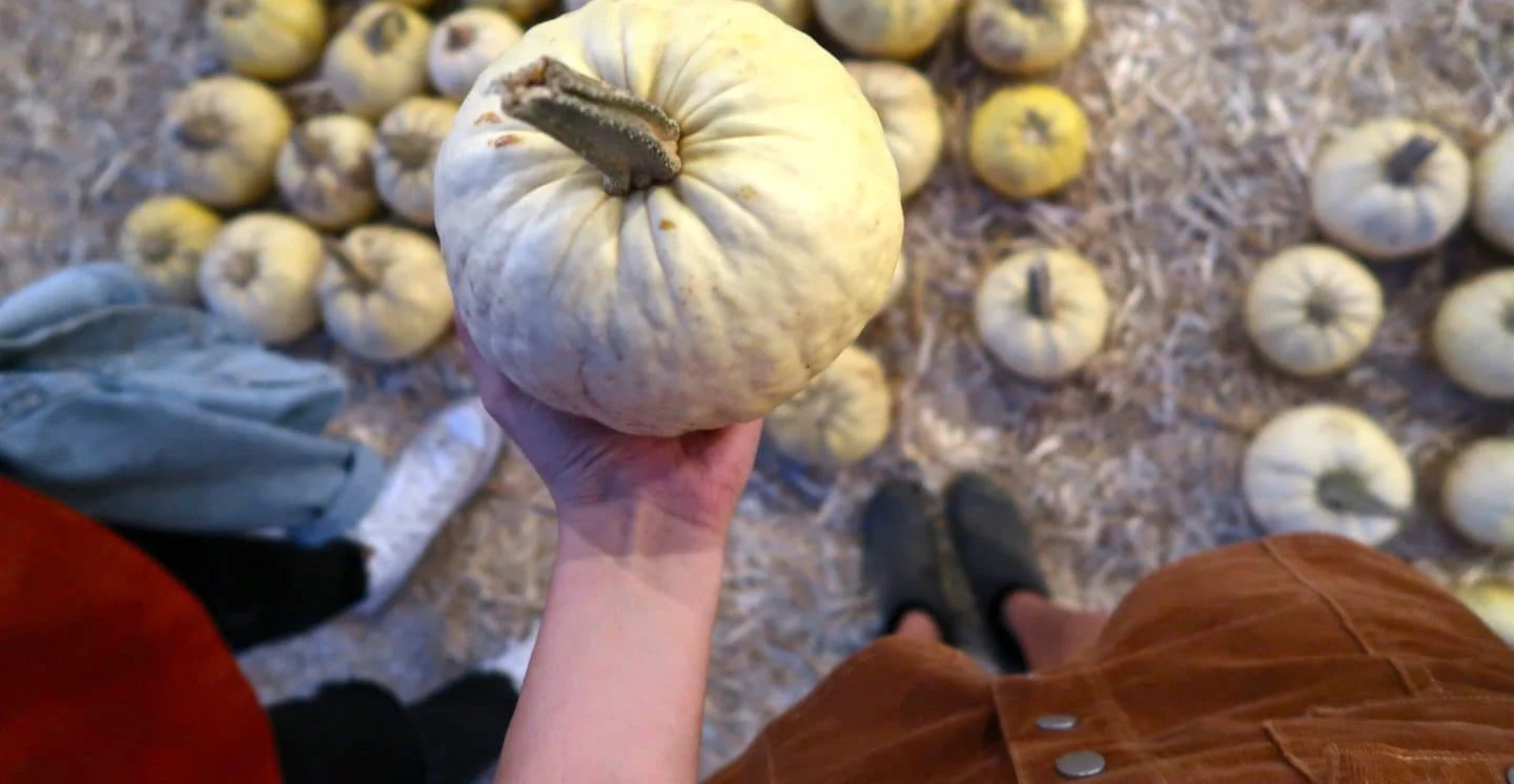 Pumpkin Patch Date Tara Michelle